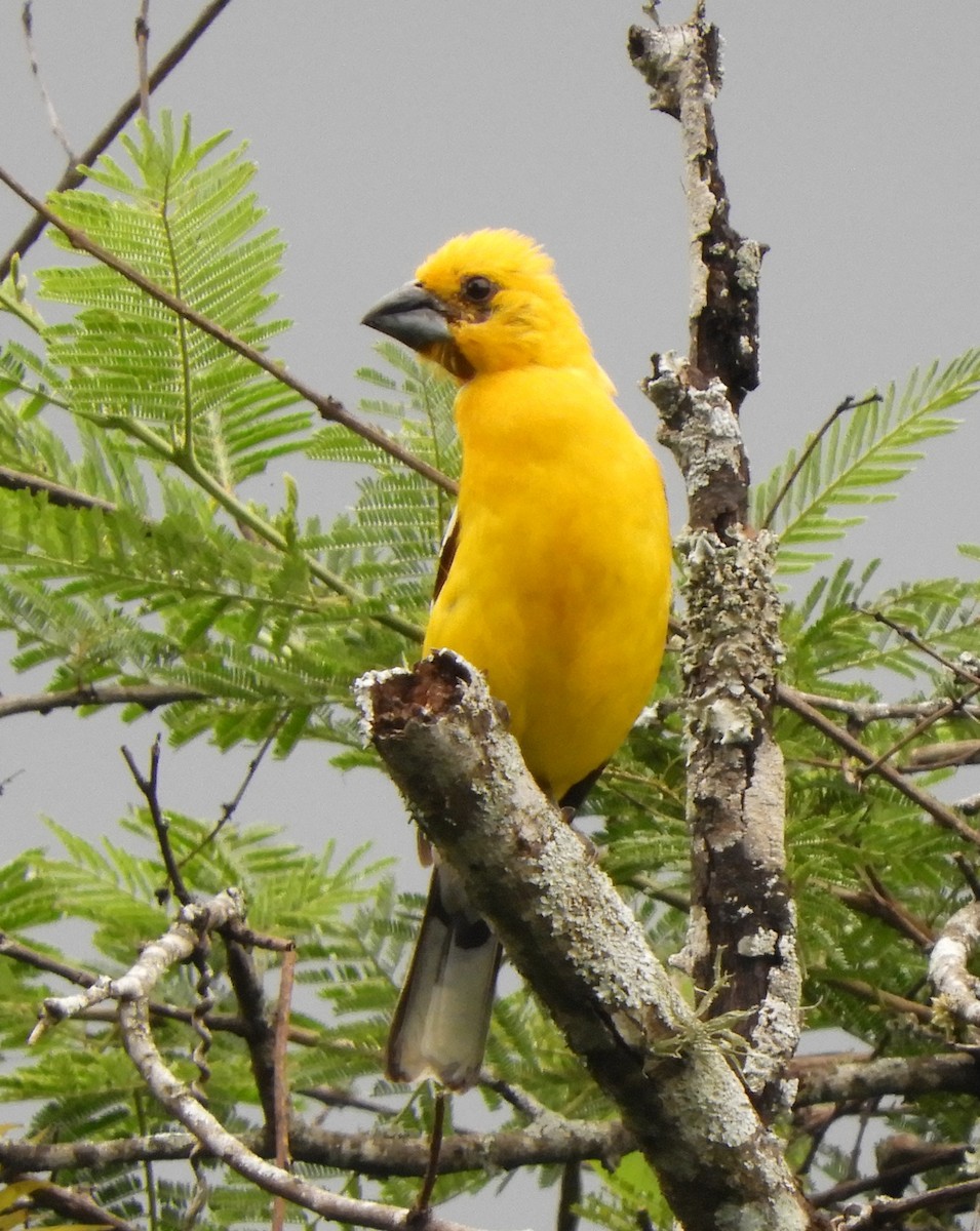 Golden Grosbeak - ML55336101