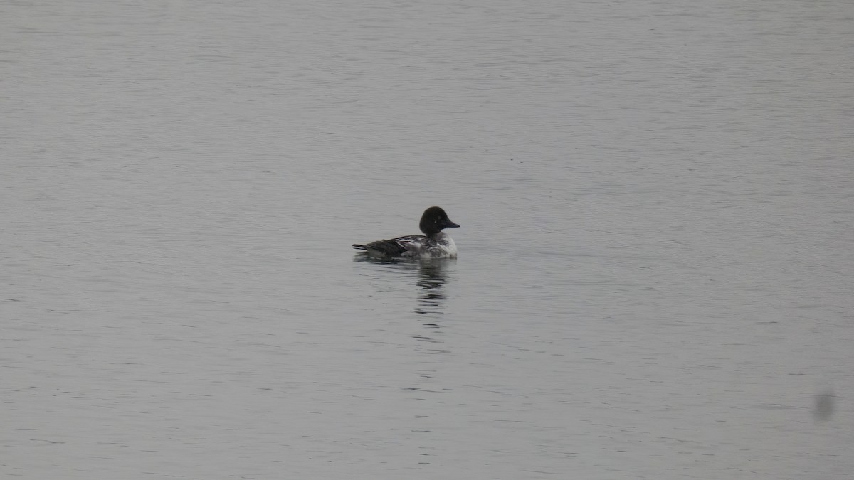 Common Goldeneye - ML553361671