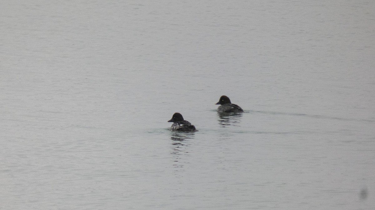 Common Goldeneye - constantin georgian