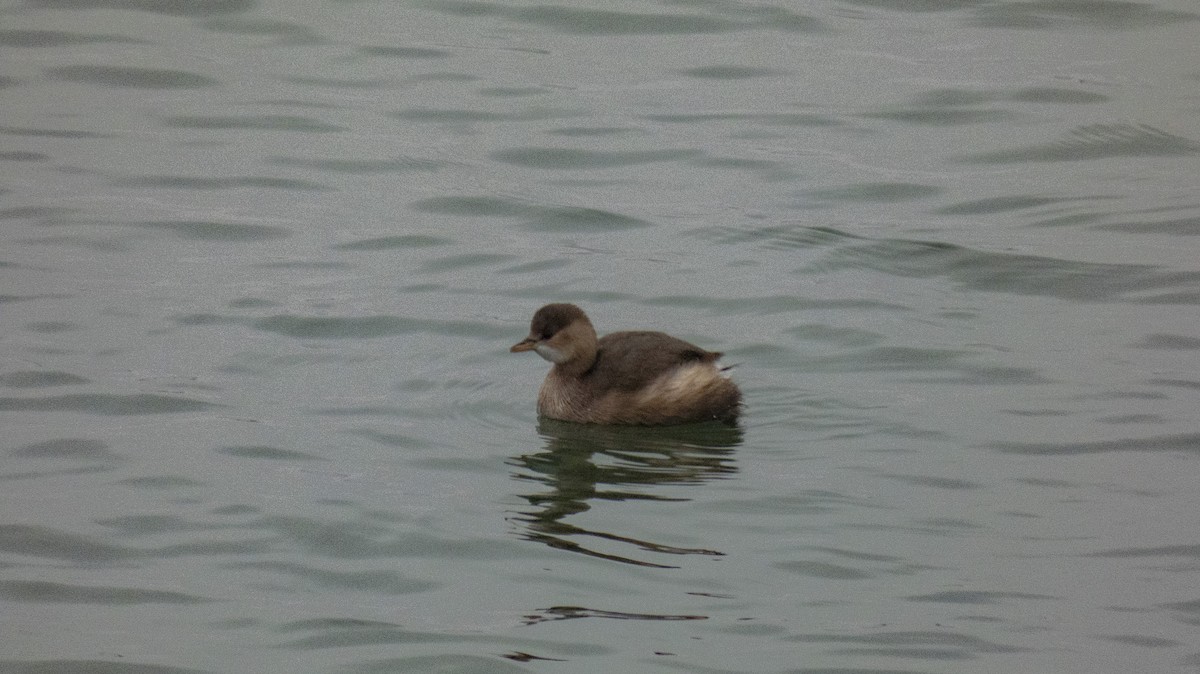 Little Grebe - constantin georgian