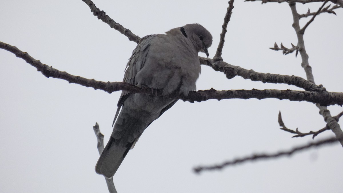 Eurasian Collared-Dove - constantin georgian