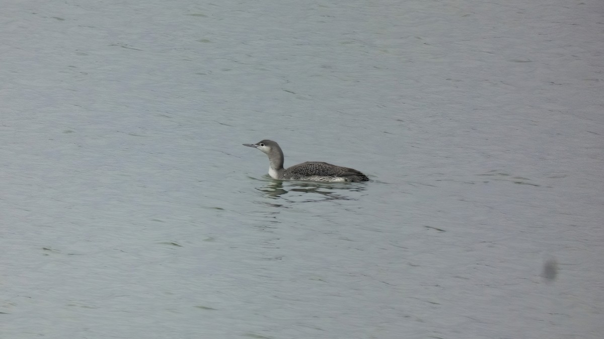 Red-throated Loon - constantin georgian