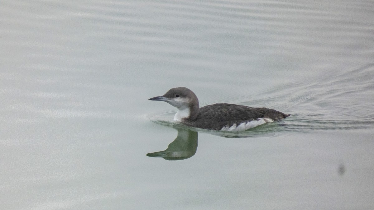 Arctic Loon - constantin georgian