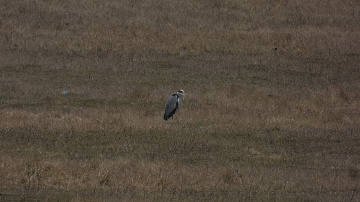 Gray Heron - constantin georgian