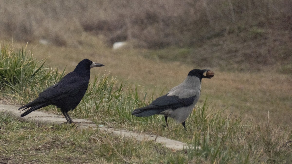 Corbeau freux - ML553362021