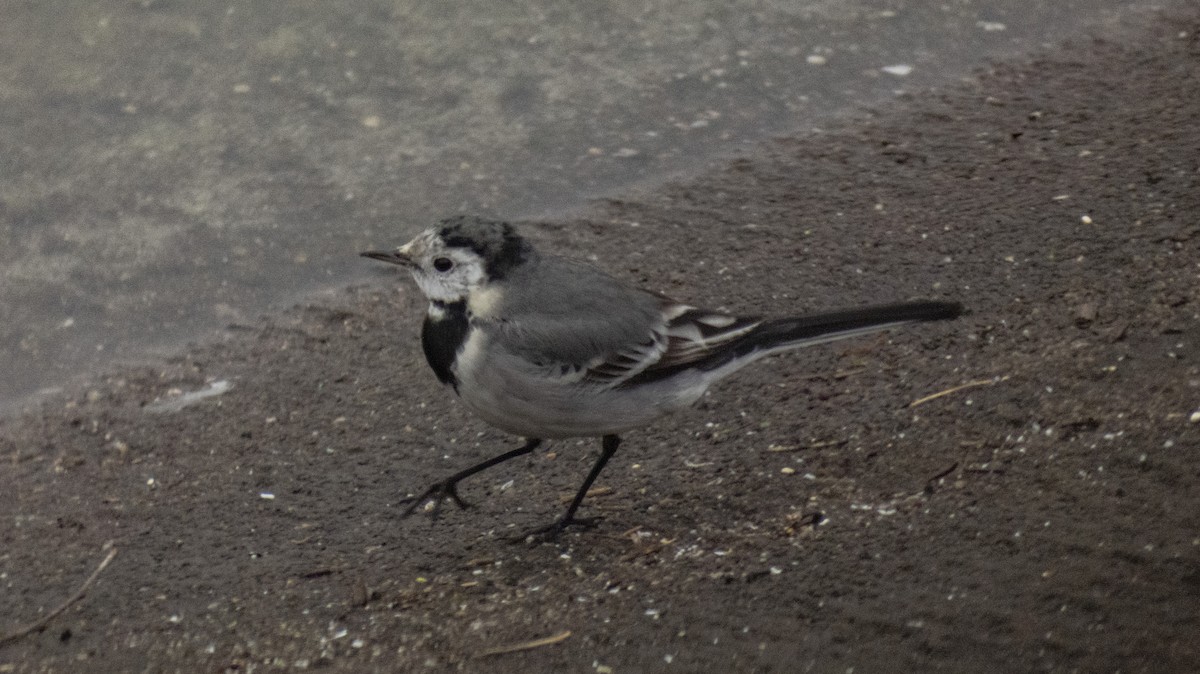 White Wagtail - constantin georgian