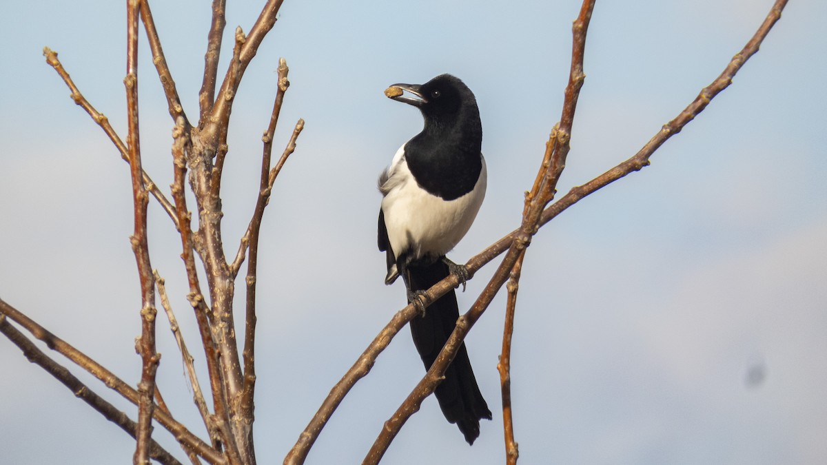 Eurasian Magpie - constantin georgian