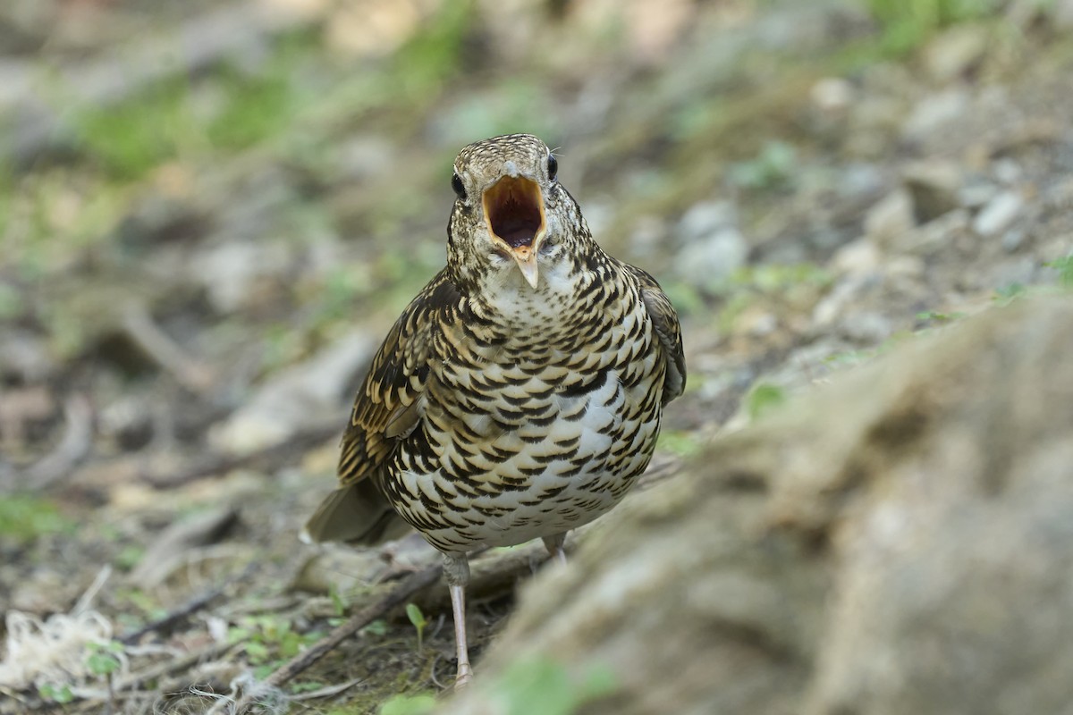 White's Thrush - ML553364261