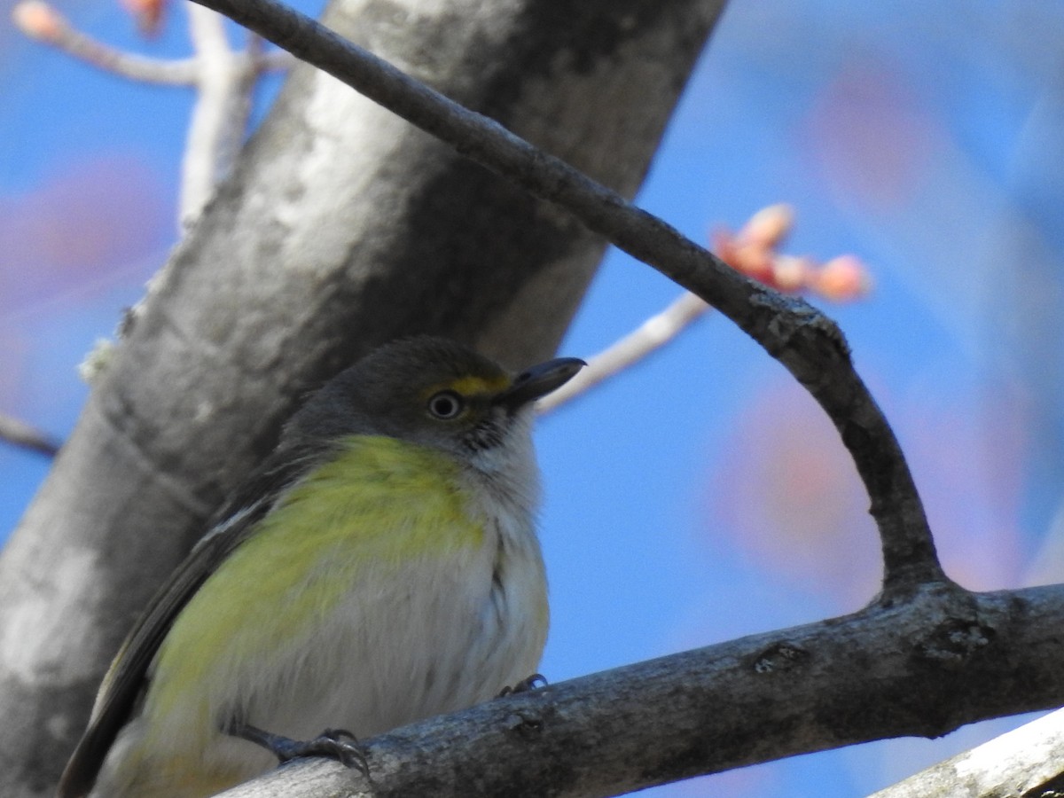 Ak Gözlü Vireo - ML55336511