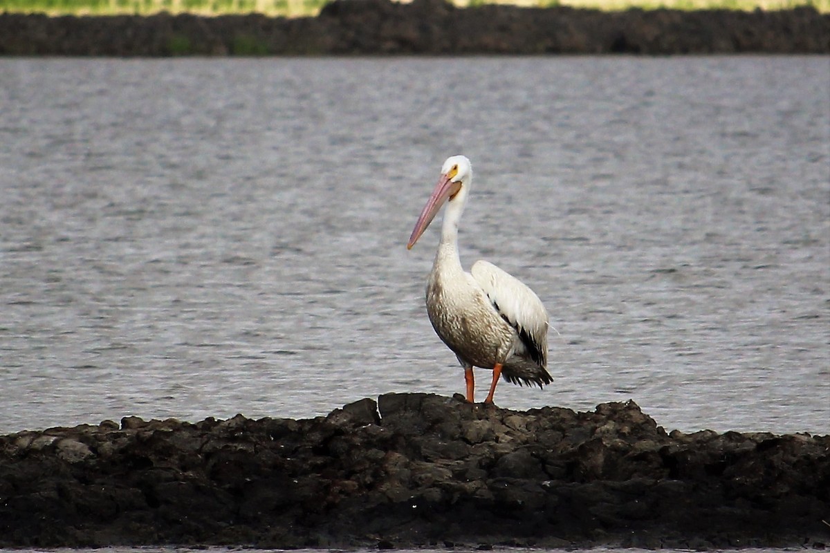 American White Pelican - Kevin Cunningham