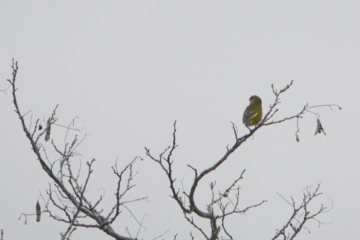 European Greenfinch - Robert Huxley