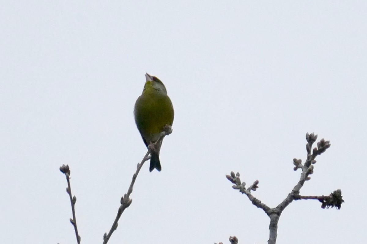 European Greenfinch - ML553369301