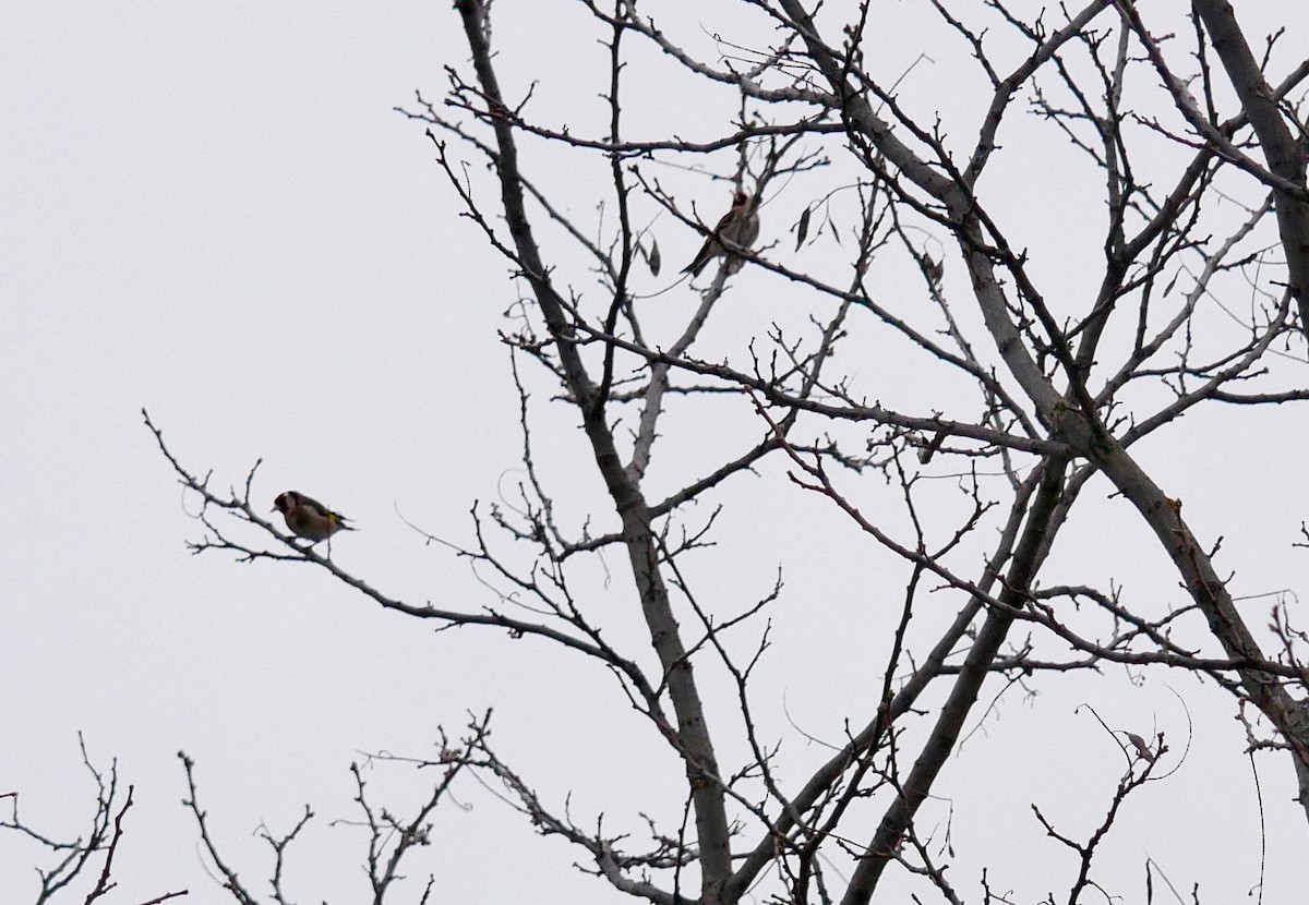 European Goldfinch - Robert Huxley