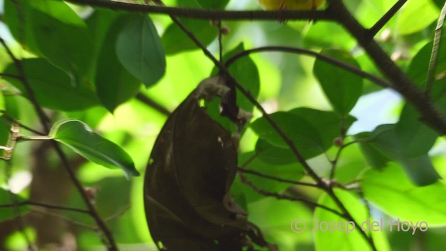 Manakin à col blanc - ML553369471