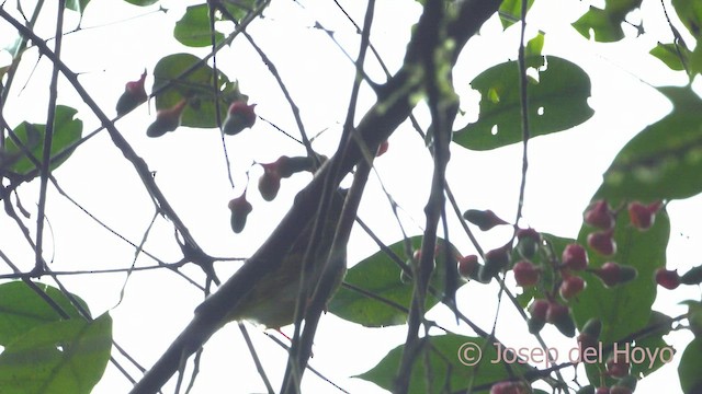 Manakin à col blanc - ML553369761