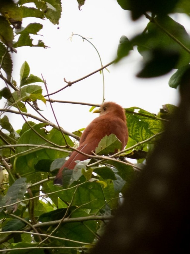 Squirrel Cuckoo - Anderson León Natera