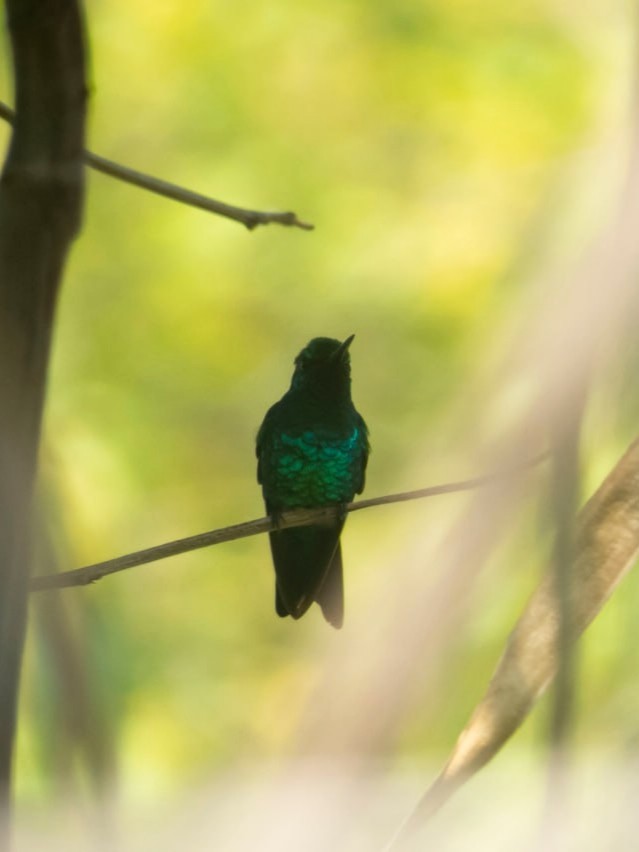 Blue-tailed Emerald - Anderson León Natera