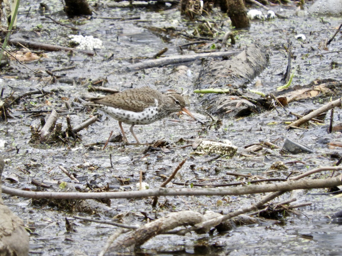 Spotted Sandpiper - ML55337301