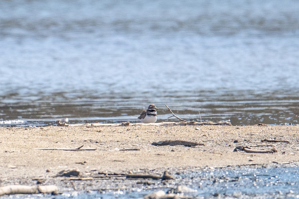 Killdeer - ML553373131