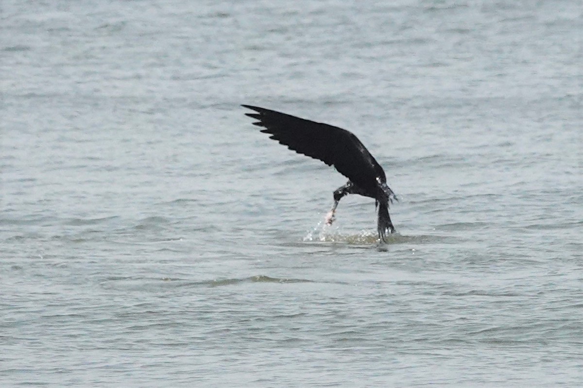 Magnificent Frigatebird - ML553373231