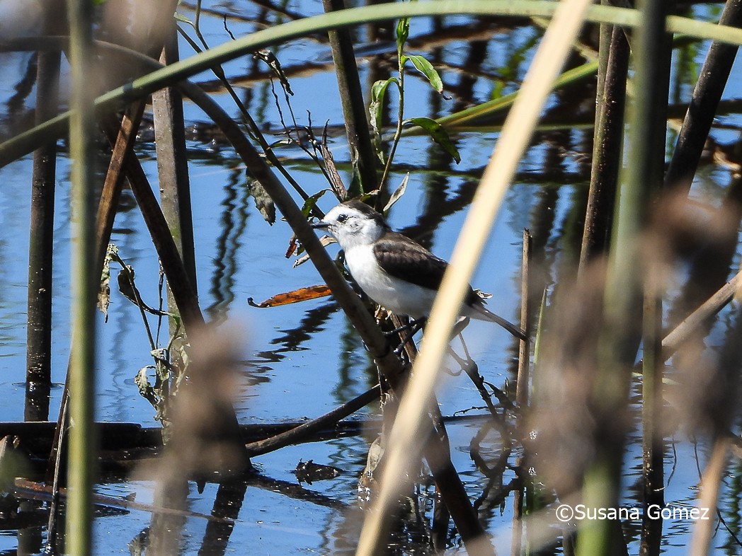 Black-backed Water-Tyrant - ML553373411