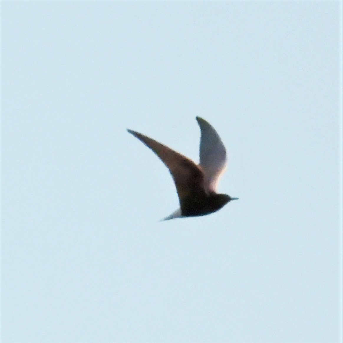 白翅黑燕鷗 - ML553374461