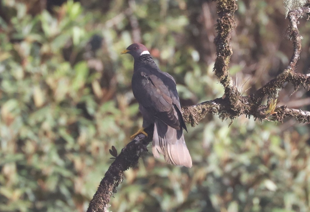 Band-tailed Pigeon - William Hull