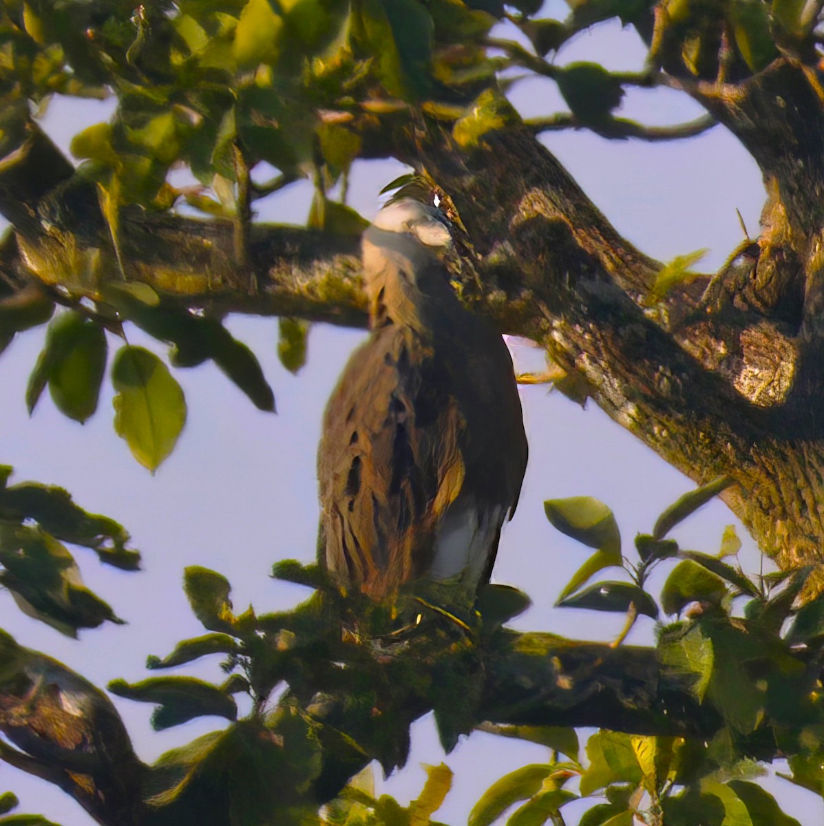 Gray-headed Fish-Eagle - Chitra Shanker
