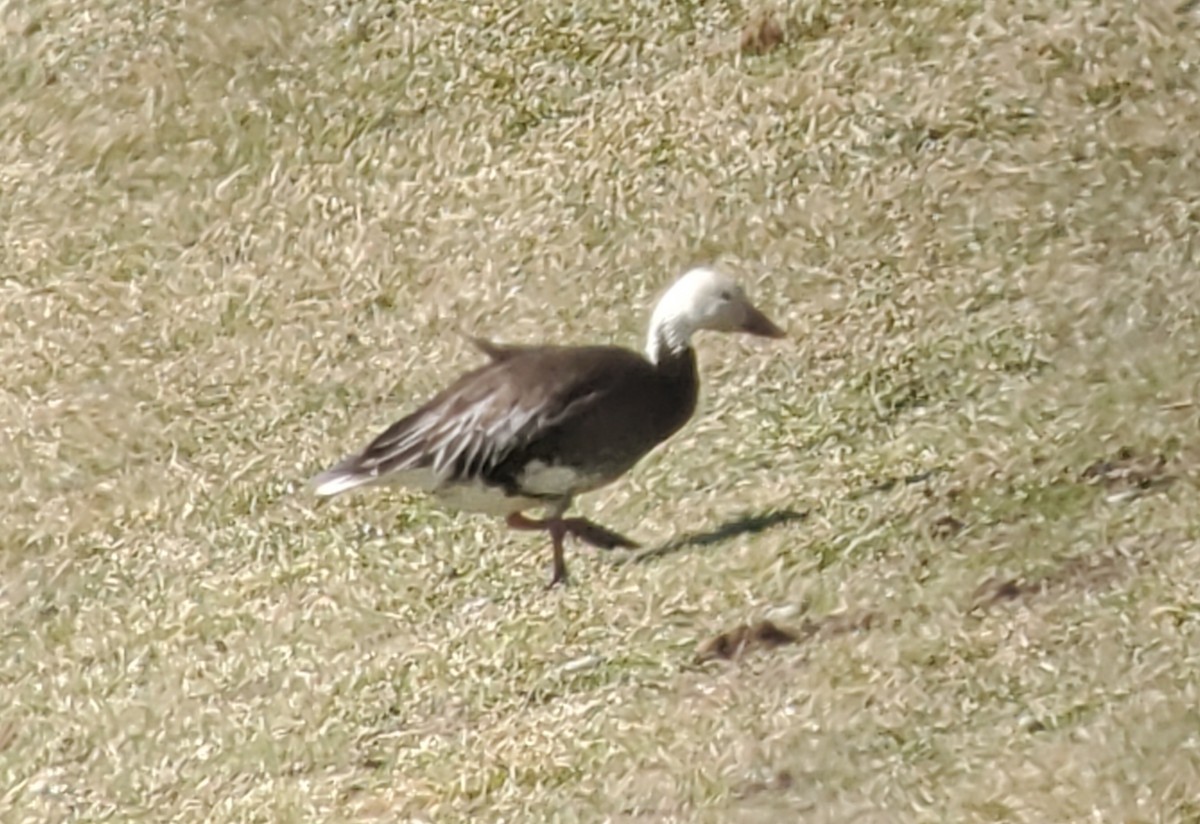 Snow Goose - ML553377881