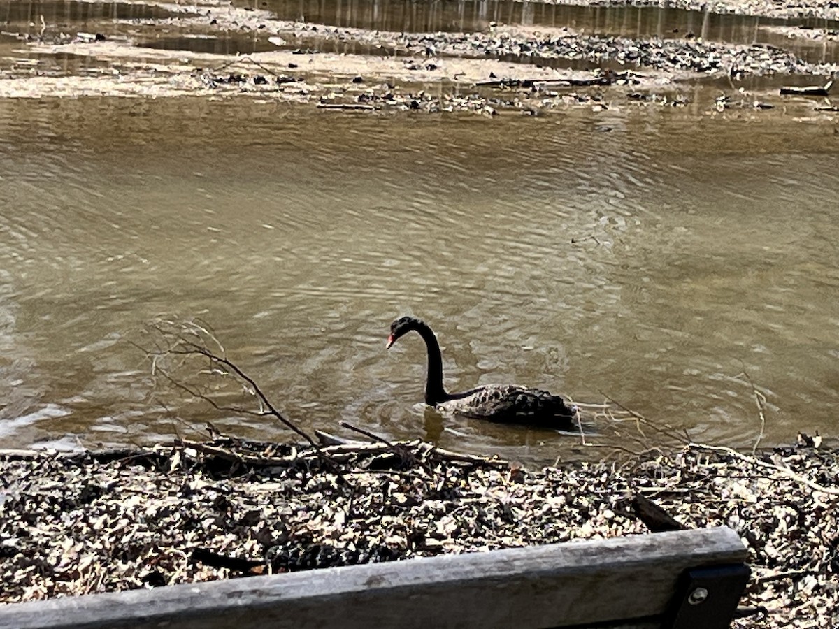 Black Swan - ML553378301