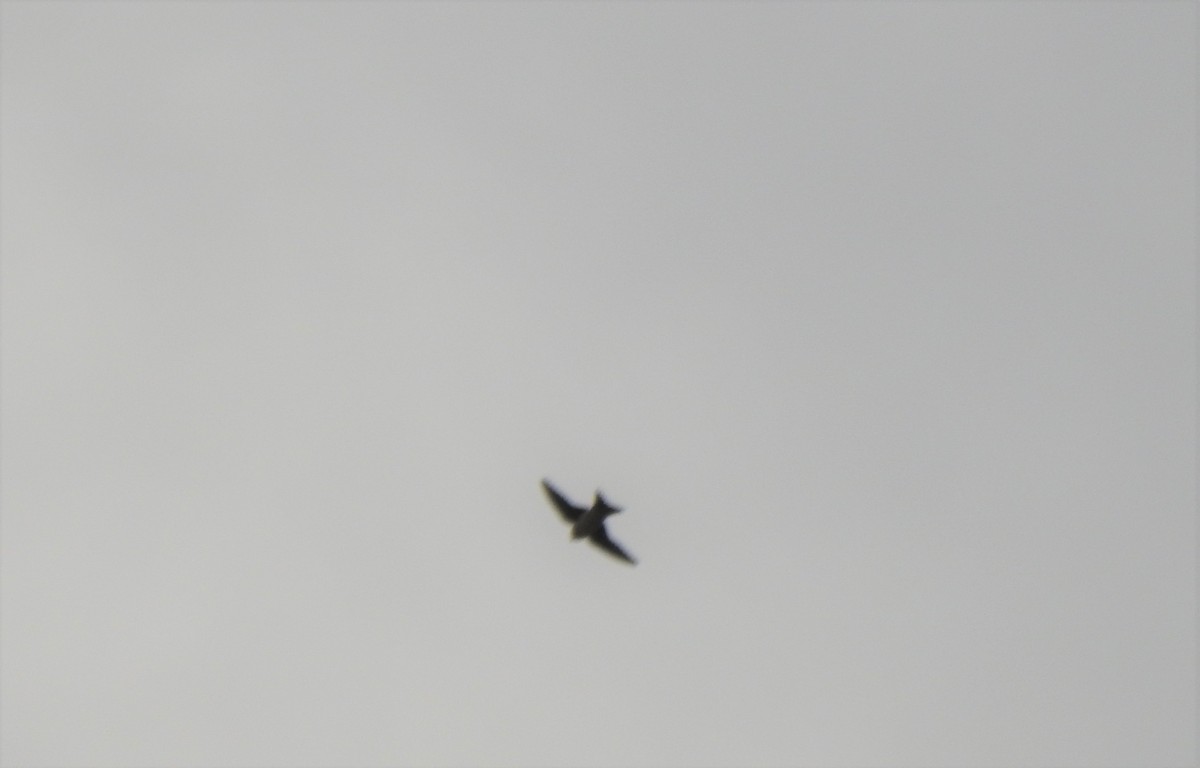 swallow sp. - ML553378901