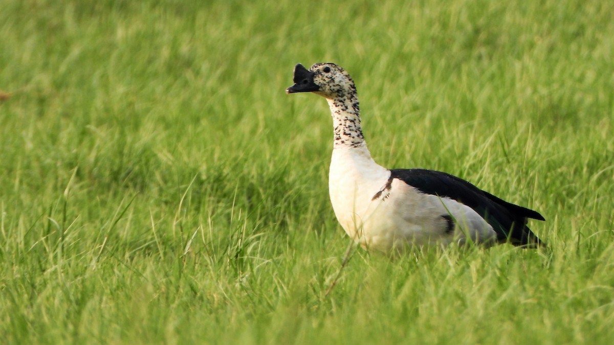 Knob-billed Duck - ML553379001