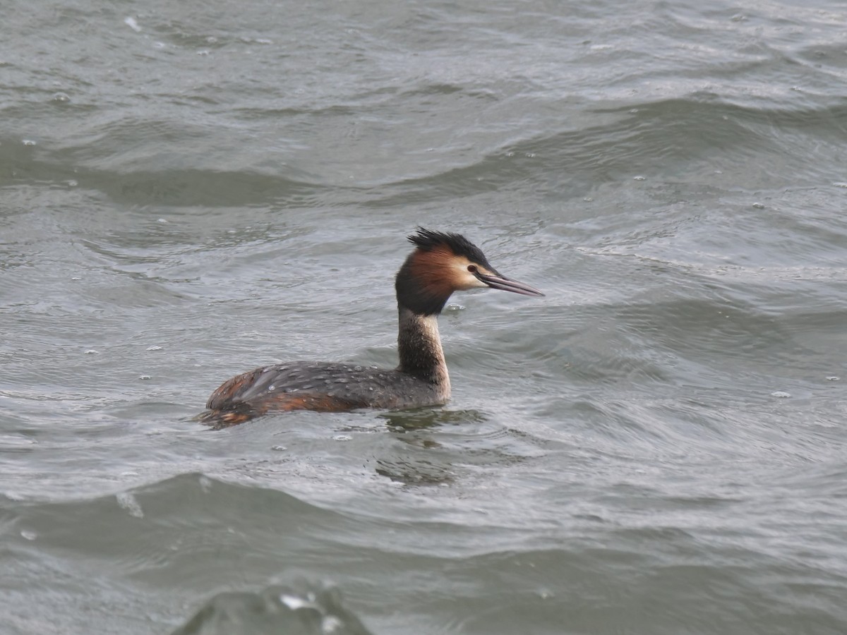 Great Crested Grebe - ML553379081