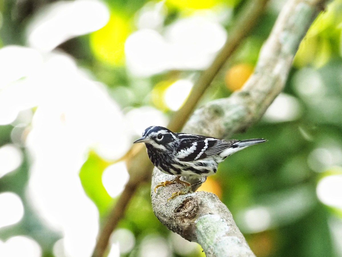 Black-and-white Warbler - ML553379261