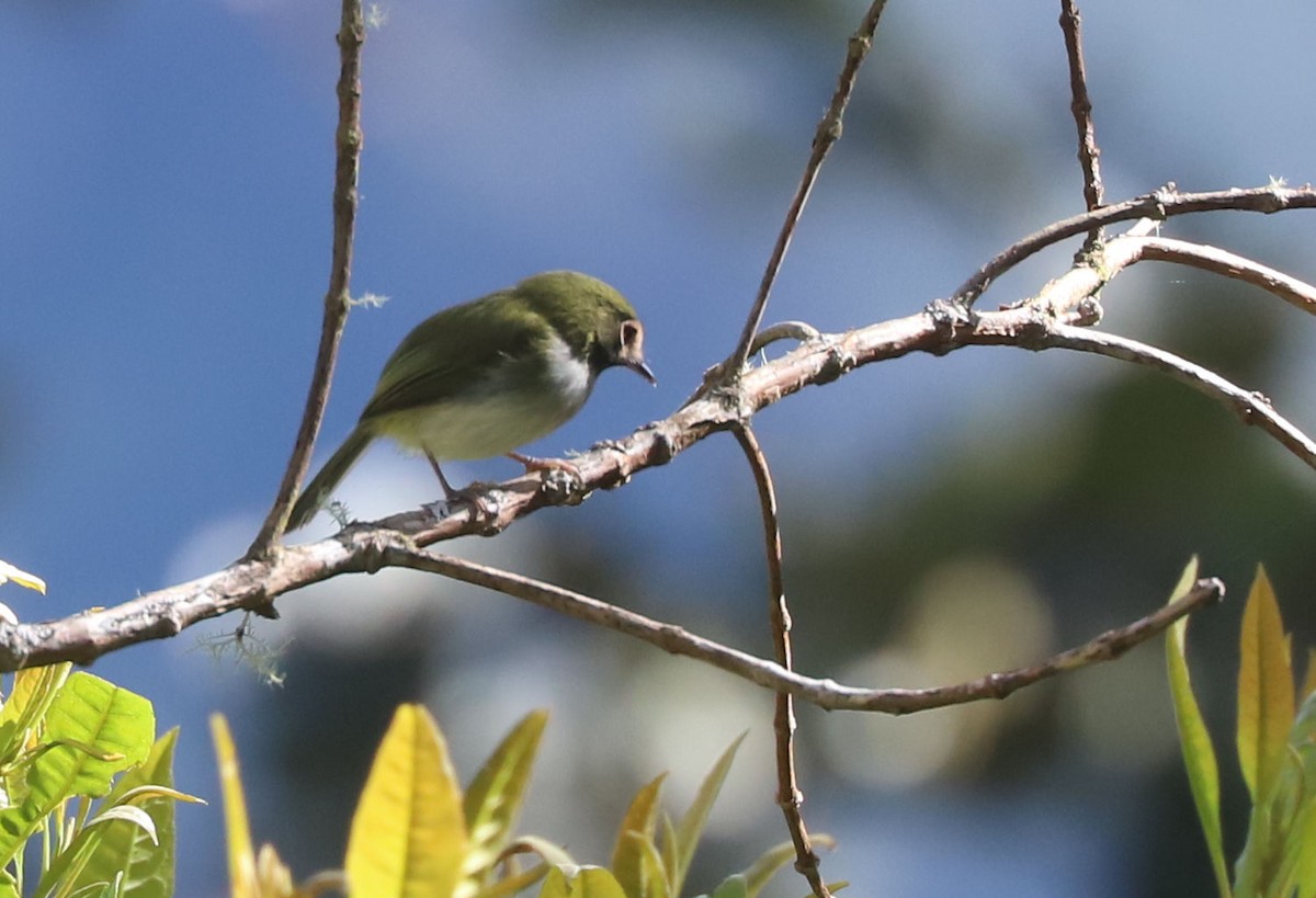 Black-throated Tody-Tyrant - ML553379991