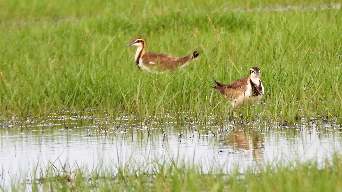 Pheasant-tailed Jacana - ML553380491