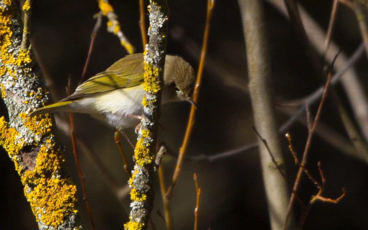 Mosquitero Papialbo - ML553380571