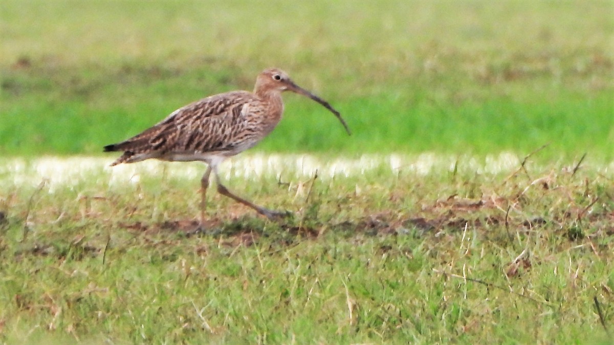 Eurasian Curlew - ML553380591