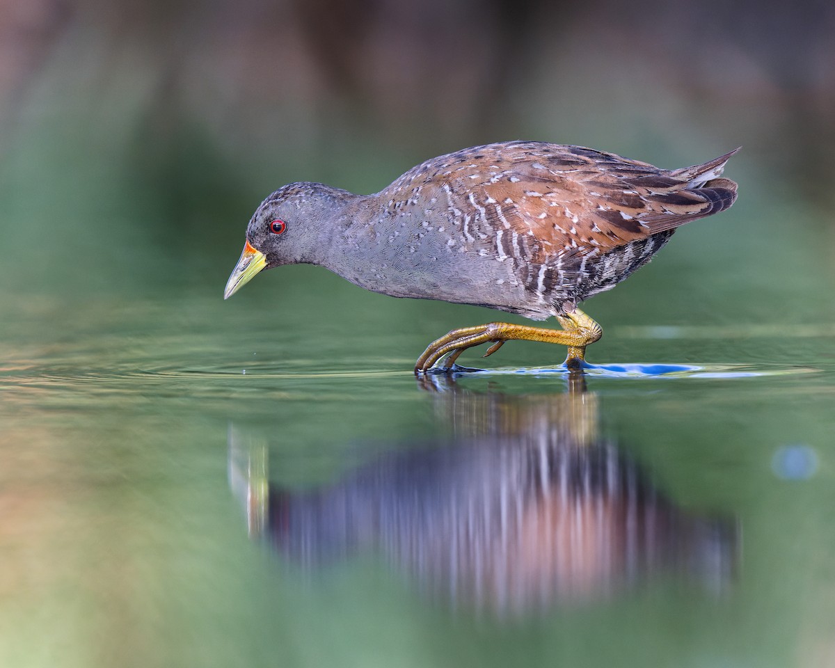 Australian Crake - ML553380631