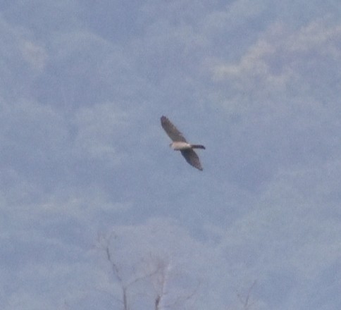 Eurasian Sparrowhawk - ML553381291