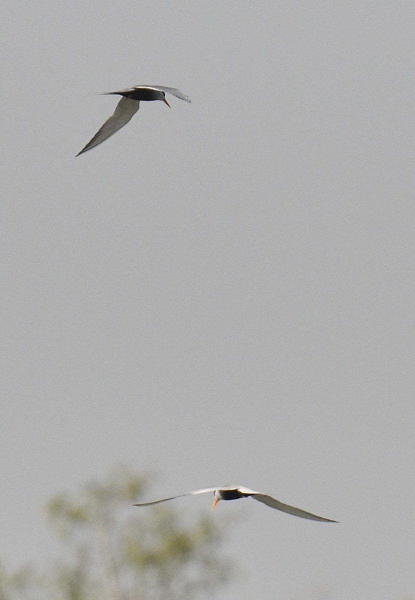 Black-bellied Tern - ML553381681