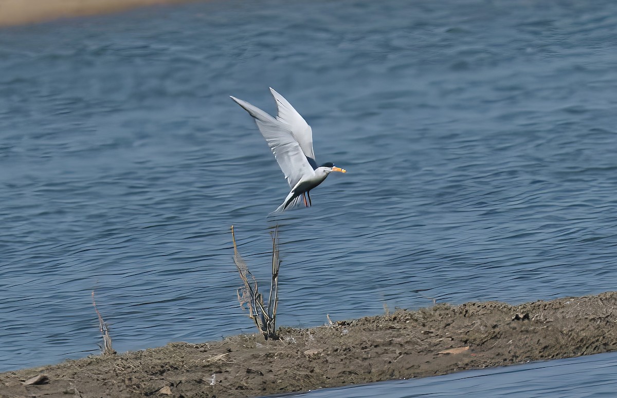 Black-bellied Tern - ML553382171