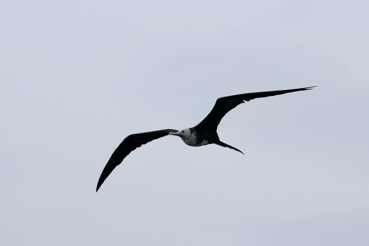 Magnificent Frigatebird - ML553382691