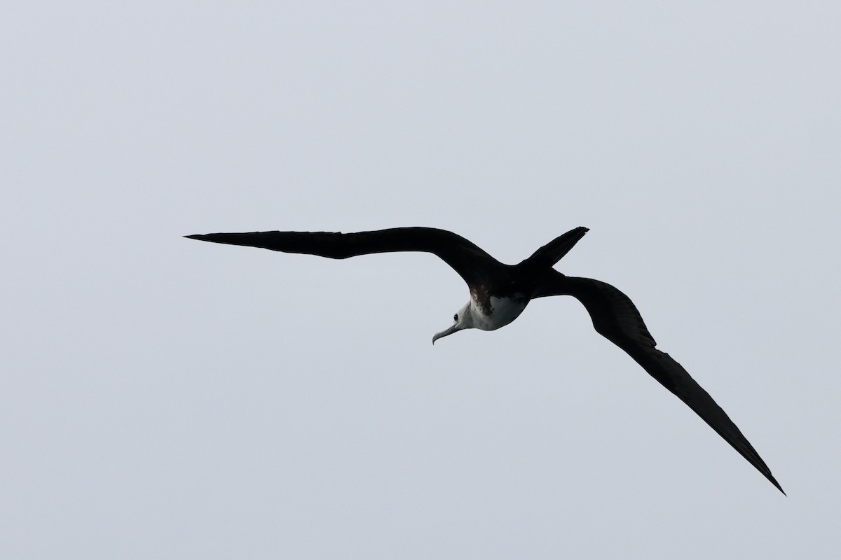 Magnificent Frigatebird - ML553383001