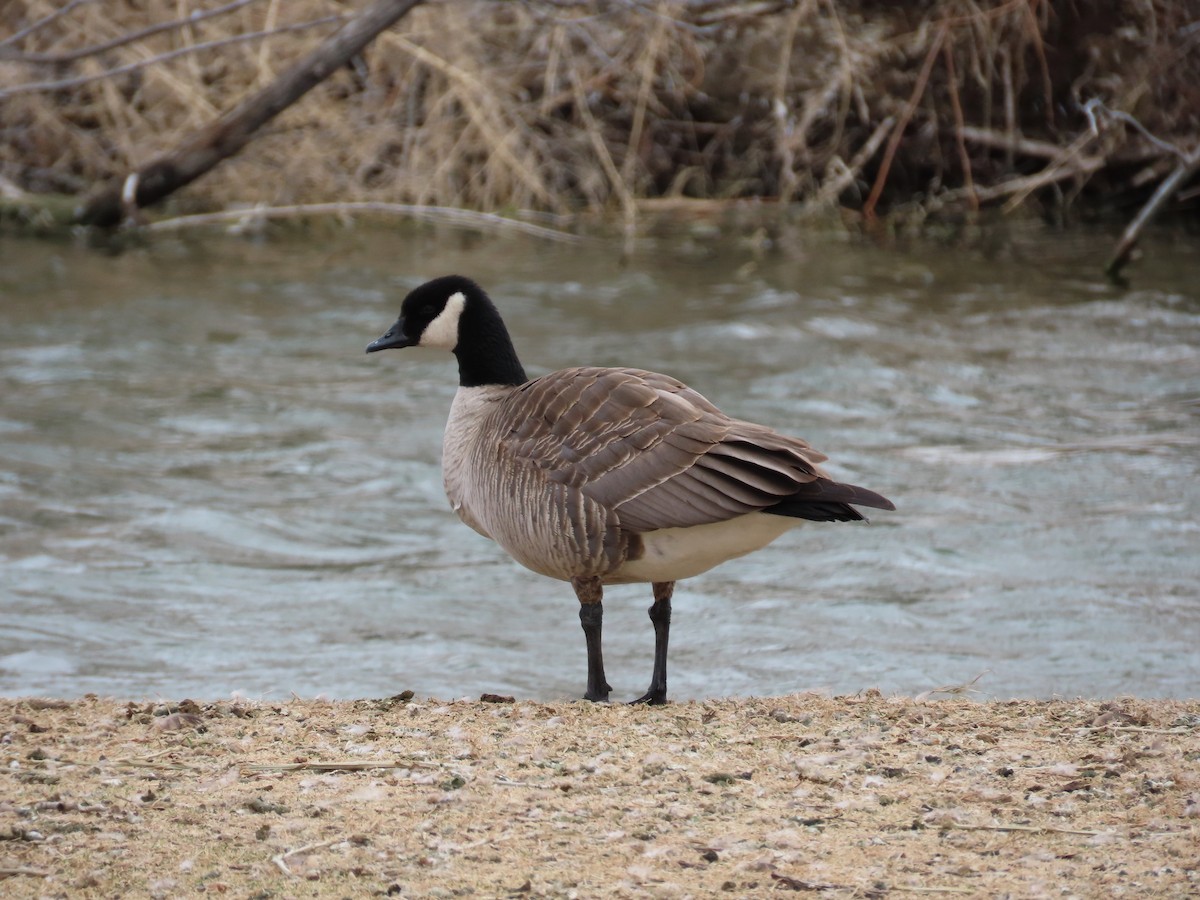 Cackling Goose - Greg Vassilopoulos