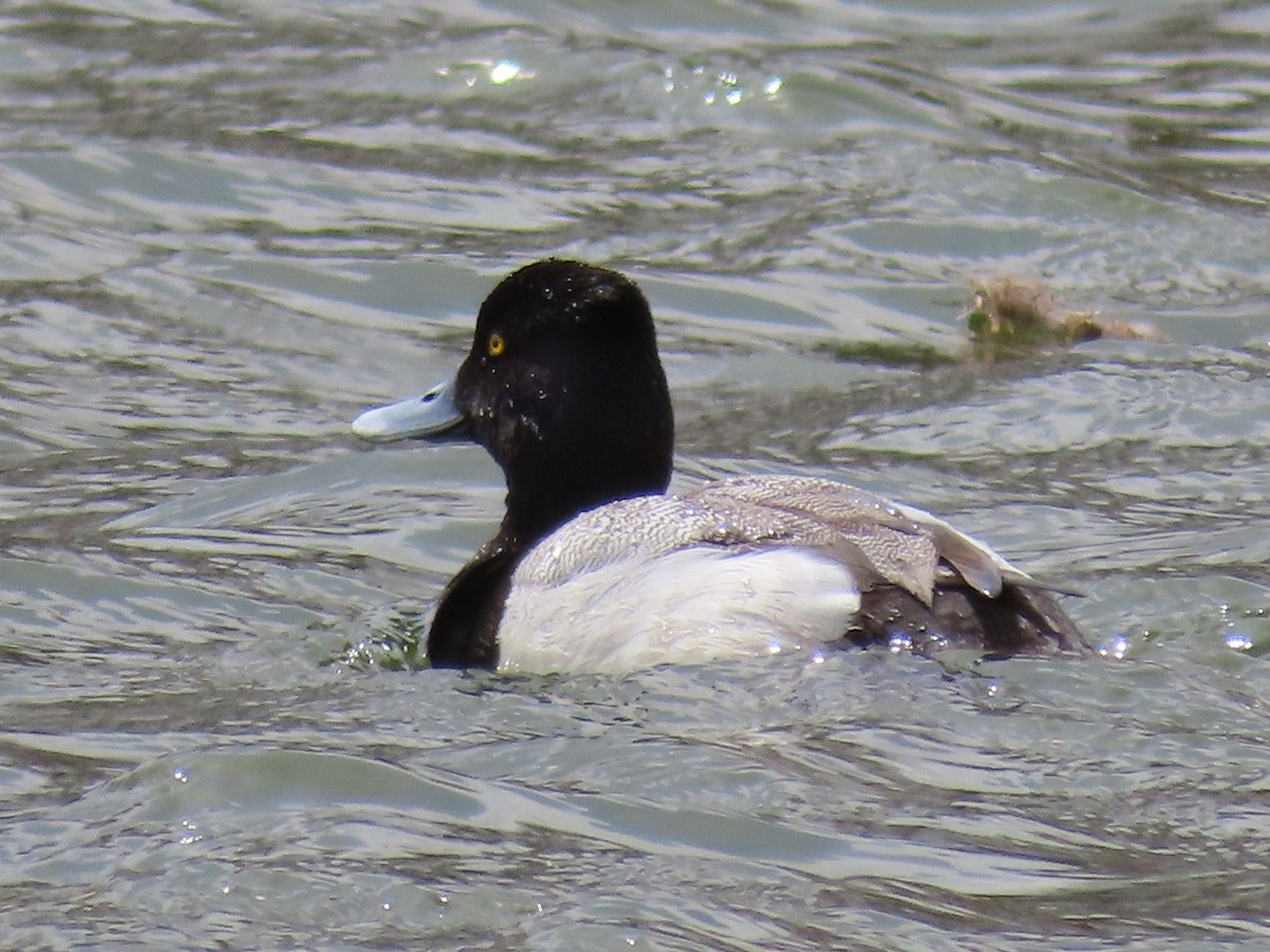 Lesser Scaup - Greg Vassilopoulos