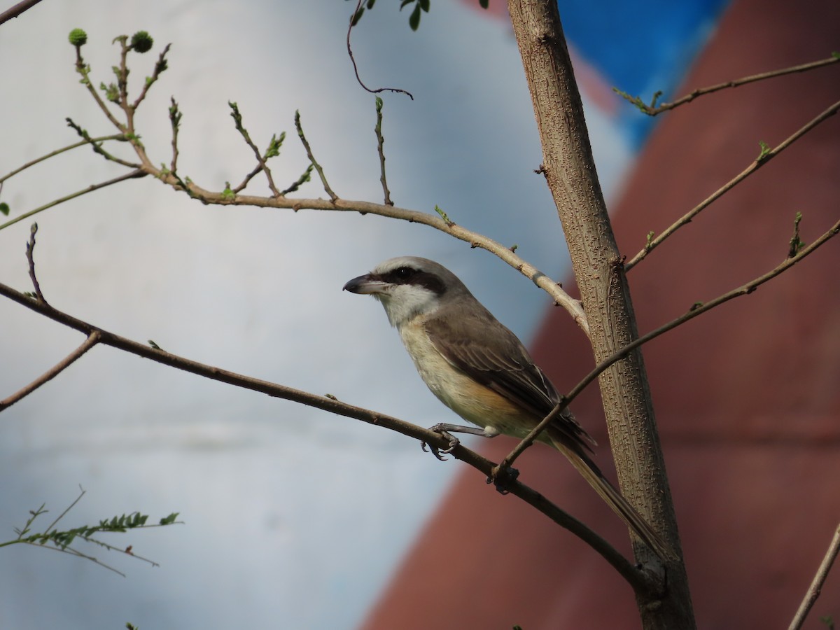 Brown Shrike - ML553386131