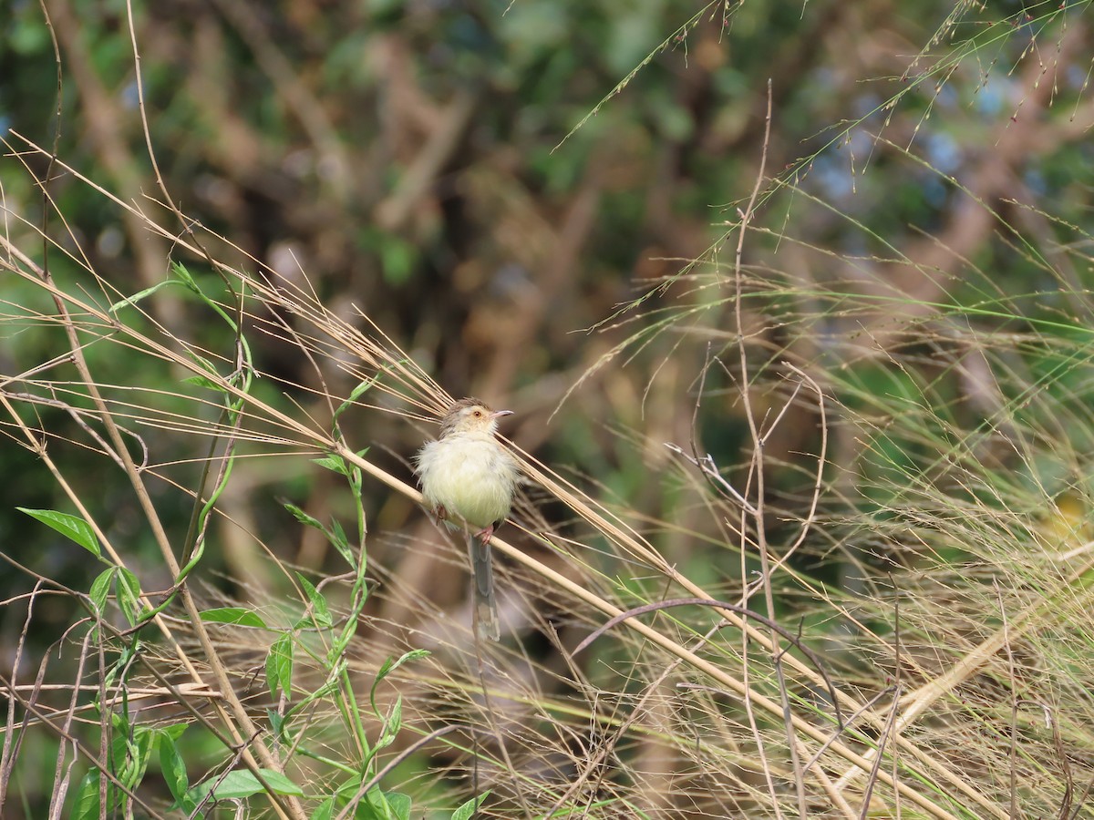 Plain Prinia - ML553386211