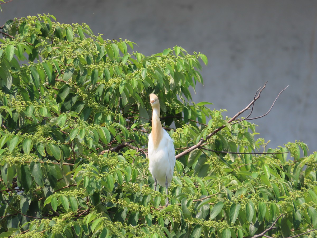 Eastern Cattle Egret - ML553386481