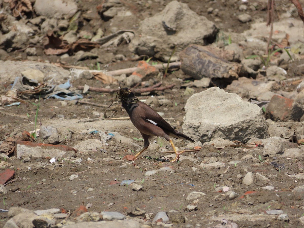 Common Myna - ML553386531